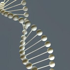 3д модель структуры ДНК
