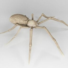 Desert Spider 3d model