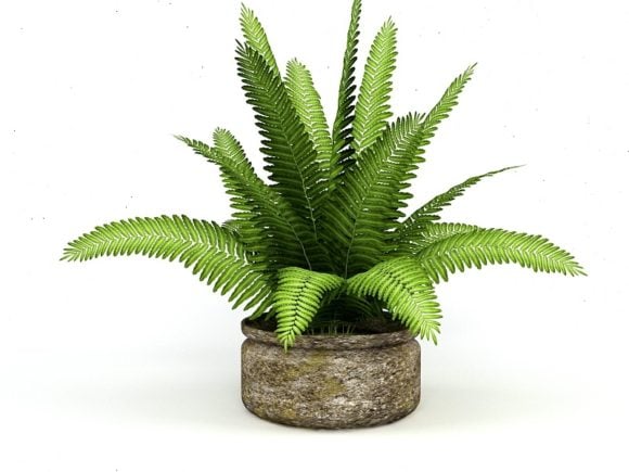 Potted Fern House Plant