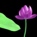 Flower Lotus Water Lily