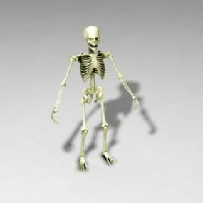 Human Skeleton Full Set 3d-model