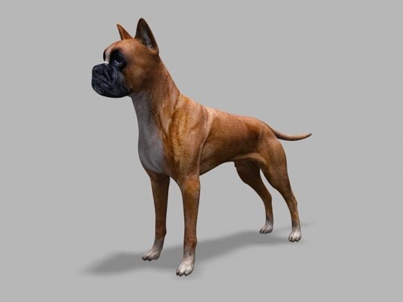 Realistic Boxer Dog