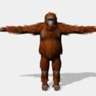Giant Orangutan