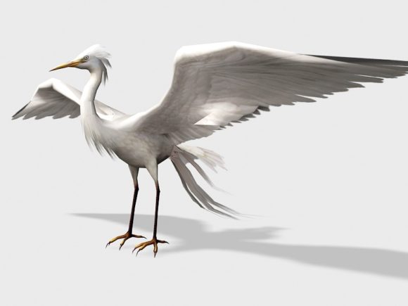 Wild Egret Bird