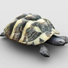 Ancient Fire Turtle 3d model