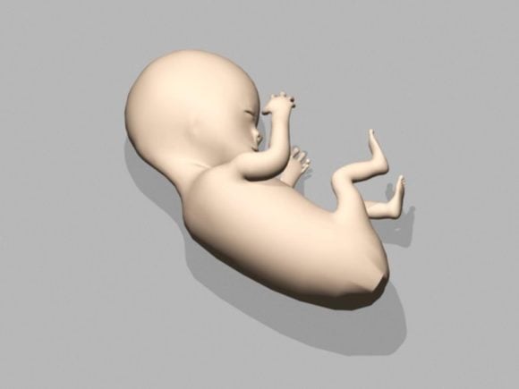 Human Embryo Fetus