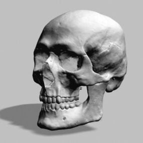Modelo 3d de cráneo humano realista