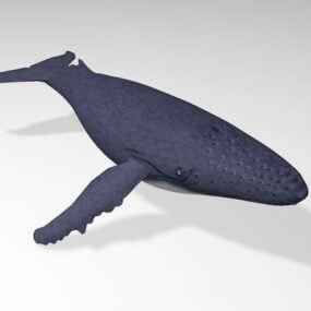 דגם תלת מימד ענק לווייתן גיבן