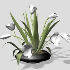 Potted Alocasia Calidora Plants 3d model