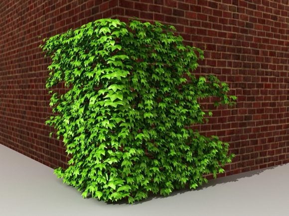 Ivy Brick Wall