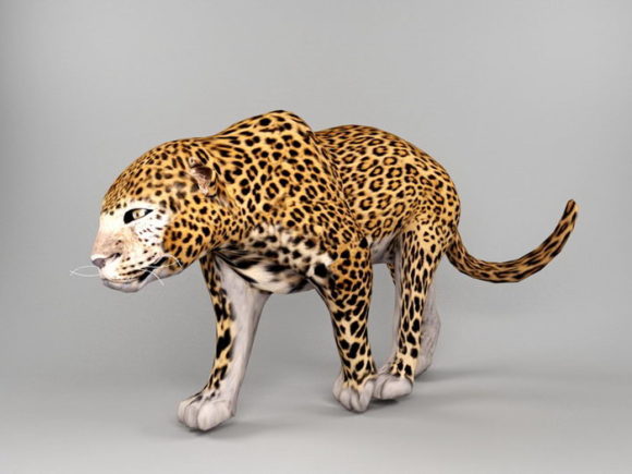Jaguar dyr