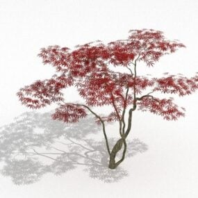 Japanese Maple Tree Red Leaf 3d model