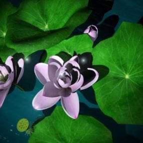 池の蓮の花3Dモデル