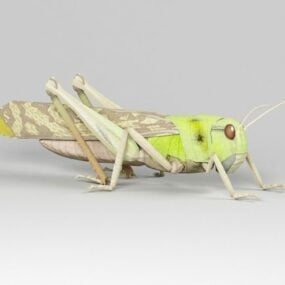 Migratory Locust 3d-modell