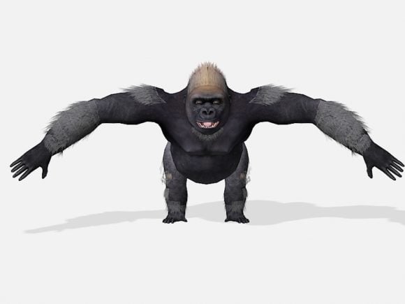 Muscular Gorilla