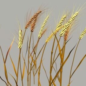 Природа Пшениця 3d модель