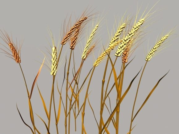 Nature Wheat