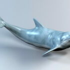 Ocean Dolphin