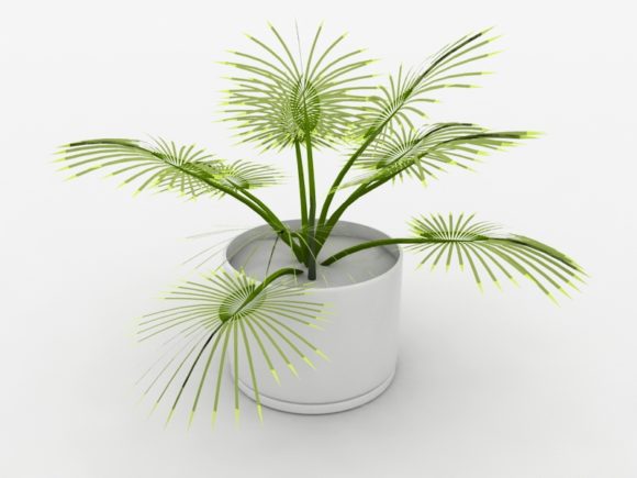 Palm Potted Small Plant