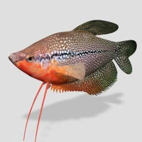 Hogfish Printable Animal 3d model