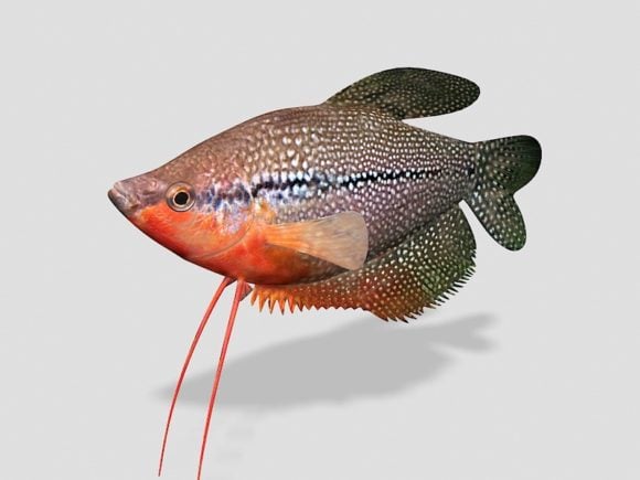 Pearl Gourami Sea Fish