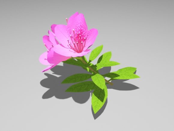 زهرة الأزاليا الوردية