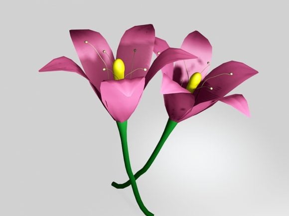 Pink Tiger Lily Flower