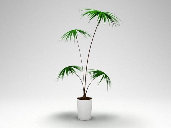 Piccola pianta di palma in vaso