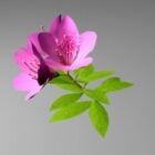 Fiore di azalea viola
