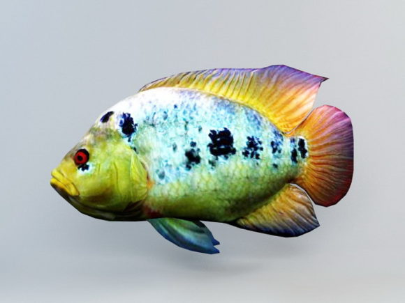 Rainbow Cichlid Fish Animated Rig