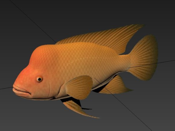 Devil Cichlid Fish