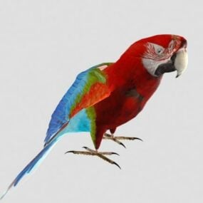 Model 3D zwierzęcia czerwonej papugi