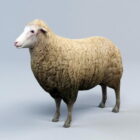 Common Sheep Animal