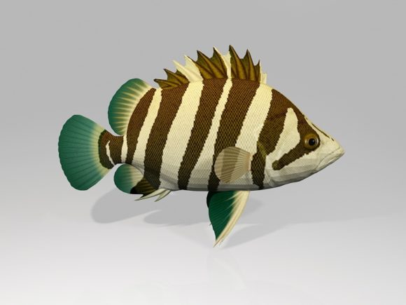 حوض السمك السيامي Tigerfish