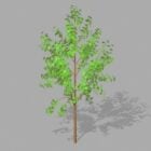 Petite plante d'arbre