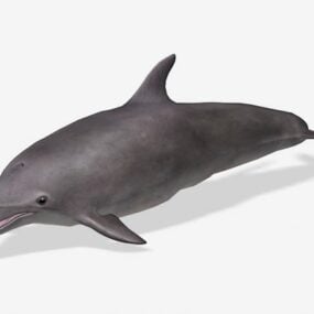 Modelo 3d do golfinho cinza