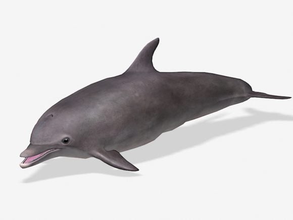 Grey Dolphin