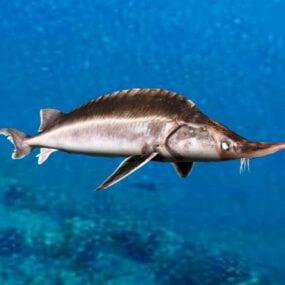 مدل سه بعدی حیوان ماهی خاویاری دریایی
