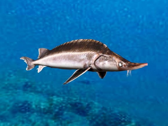 Sturgeon Sea Fish Animal