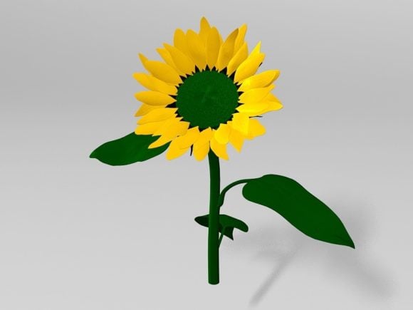 Realistic Sunflower