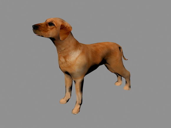 Realistic Tan Dog