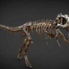 Dinosaur Tyrannosaurus Rex Skeleton