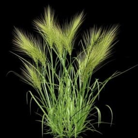 3D model keře pšeničných rostlin