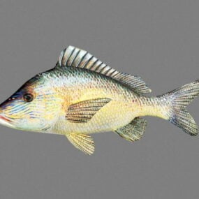 Grynte fisk Rigged Animeret 3d-model