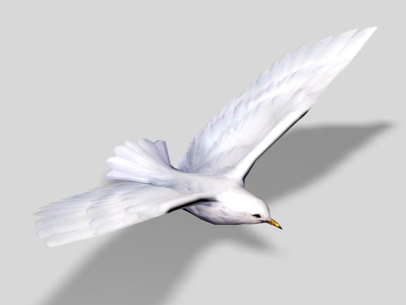 Uccello di mare bianco