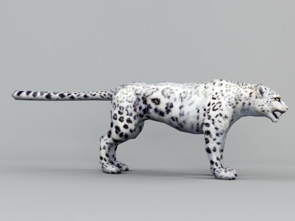 Snow Leopard Animal