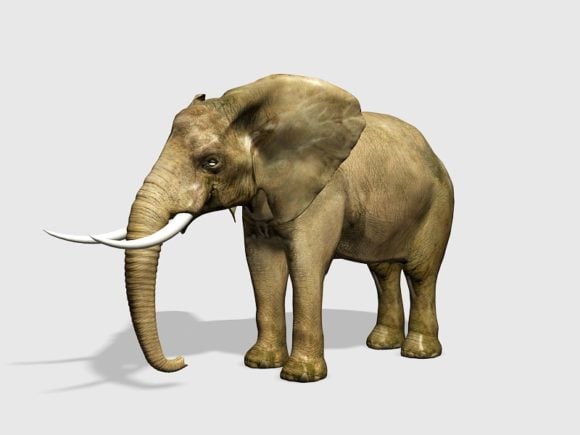 Realistic Wild Elephant