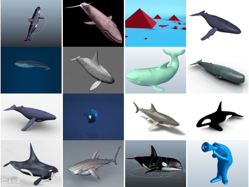 Top 21 Whale 3D Models Latest 2022