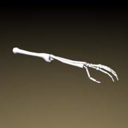 Osso do esqueleto do braço Modelo 3d