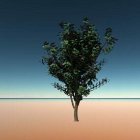3д модель фруктового дерева широколиственного